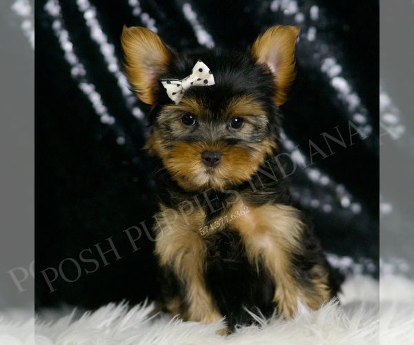 Medium Photo #2 Morkie Puppy For Sale in WARSAW, IN, USA