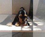 Small Photo #5 Basset Hound Puppy For Sale in PARKER, AZ, USA