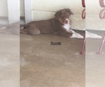 Small Photo #26 Australian Shepherd Puppy For Sale in GILMER, TX, USA