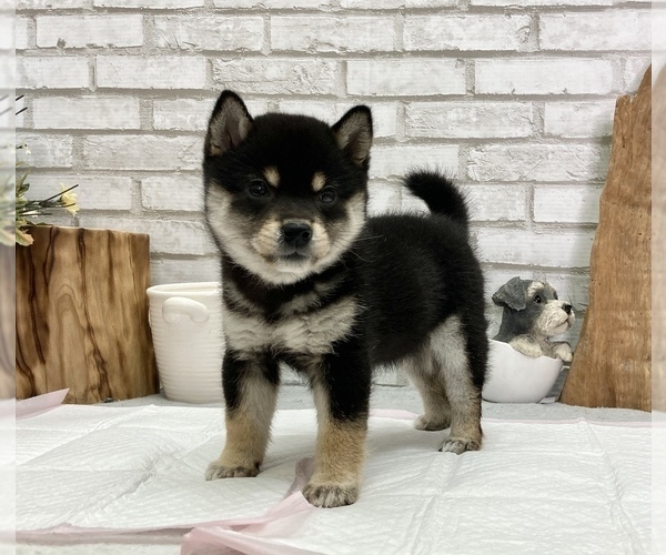Medium Photo #9 Shiba Inu Puppy For Sale in SAN JOSE, CA, USA