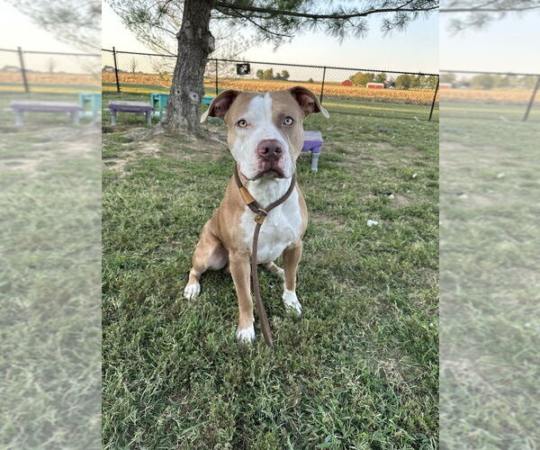 Medium Photo #2 Mutt Puppy For Sale in Evansville, IN, USA