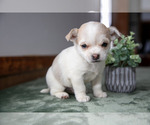 Small #1 Chihuahua