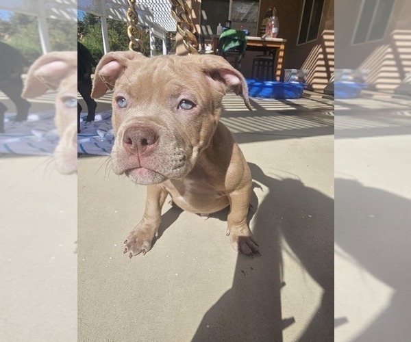 Medium Photo #4 American Bully Puppy For Sale in QUARTZ HILL, CA, USA