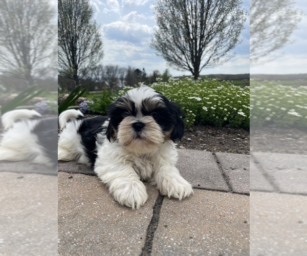 Medium Photo #1 Shih Tzu Puppy For Sale in CANOGA, NY, USA