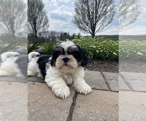 Shih Tzu Puppy for sale in CANOGA, NY, USA