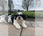 Small Shih Tzu