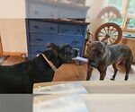 Small #7 American Pit Bull Terrier Mix