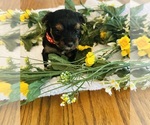 Puppy 1 Shorkie Tzu