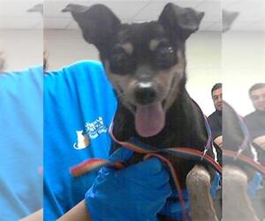 Miniature Pinscher Dogs for adoption in Fayetteville, NC, USA