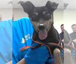 Small Miniature Pinscher