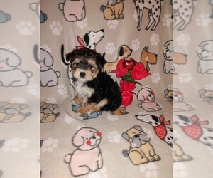 Morkie Puppy for sale in LAPEER, MI, USA