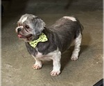 Small Shih Tzu