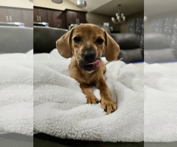 Medium Photo #2 Dachshund-Unknown Mix Puppy For Sale in Hillsboro, MO, USA