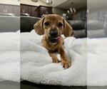 Small #1 Dachshund Mix