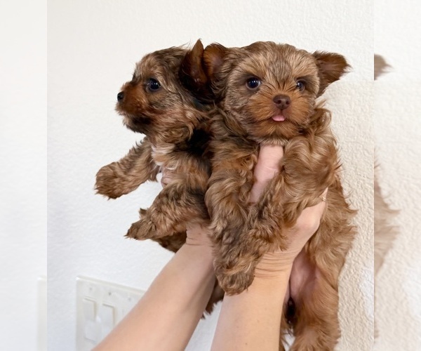 Medium Photo #6 Yorkshire Terrier Puppy For Sale in ROCKLIN, CA, USA