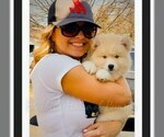 Small Photo #12 Pomeranian-Pomsky Mix Puppy For Sale in RAMSEY, MN, USA
