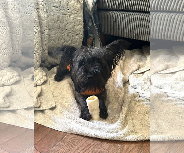 Medium Photo #4 Cairn Terrier-Unknown Mix Puppy For Sale in Wheaton, IL, USA