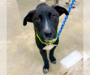 Labrador Retriever-Unknown Mix Dogs for adoption in Alexander, AR, USA