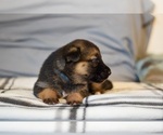 Small Photo #14 German Shepherd Dog-Siberian Husky Mix Puppy For Sale in LOS GATOS, CA, USA