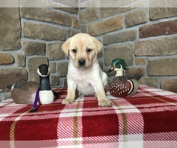Medium Photo #1 Labrador Retriever Puppy For Sale in DE MOSSVILLE, KY, USA