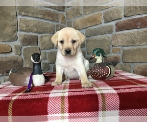 Medium Labrador Retriever