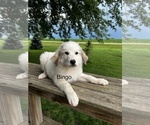 Small Photo #2 Great Pyrenees Puppy For Sale in PAULLINA, IA, USA