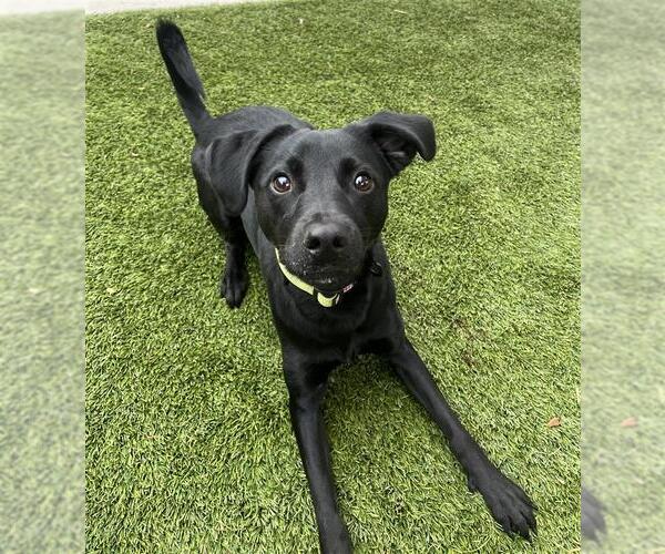 Medium Photo #3 Pointer-Unknown Mix Puppy For Sale in Elk Grove, CA, USA