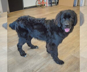 Tank - Male Mutt Dog for Adoption - Photo #2