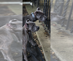 Small #29 Cane Corso