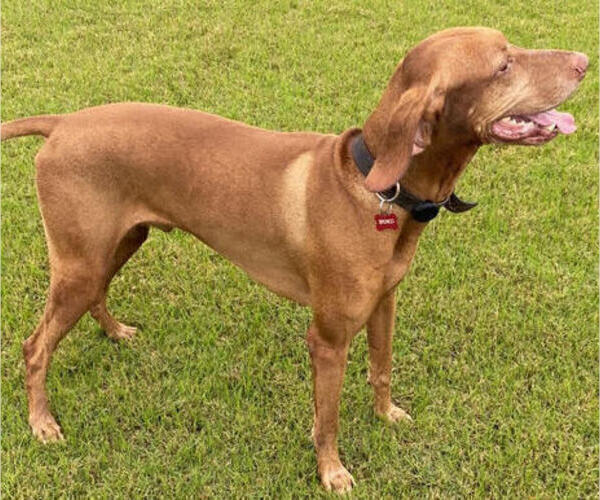 Medium Photo #3 Vizsla Puppy For Sale in SAN ANTONIO, TX, USA