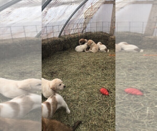 View Ad Great PyreneesSaint Bernard Mix Litter of Puppies for Sale