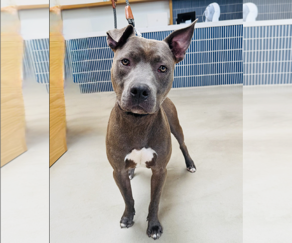 Medium Photo #4 American Pit Bull Terrier-Unknown Mix Puppy For Sale in Marina Del Rey, CA, USA