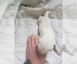 Small #45 Labrador Retriever
