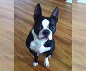 Boston Terrier Dogs for adoption in CHICAGO, IL, USA