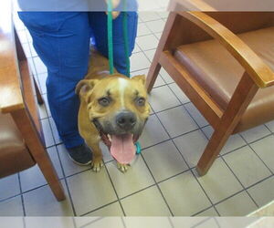 American Staffordshire Terrier Dogs for adoption in Ocala, FL, USA