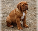 Puppy Puppy 5 Male Dogue de Bordeaux