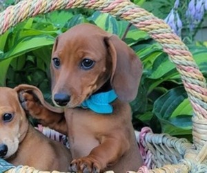 Dachshund-Dachshund Mix Puppy for sale in WITHEE, WI, USA