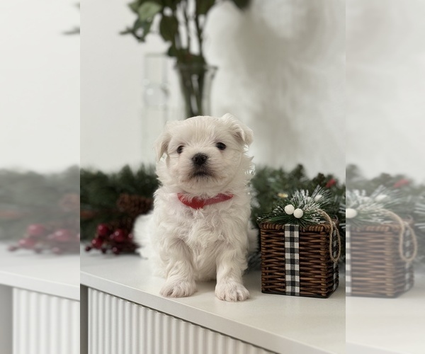 Medium Photo #6 Maltese Puppy For Sale in CITRUS HEIGHTS, CA, USA