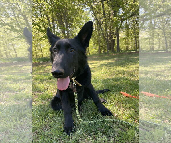 Medium Photo #1 German Shepherd Dog Puppy For Sale in La Grange , NC, USA