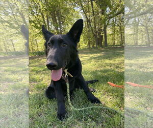 German Shepherd Dog Dogs for adoption in La Grange , NC, USA
