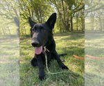 Small German Shepherd Dog