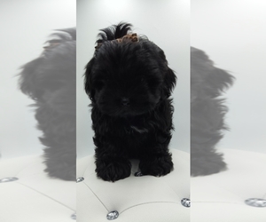 Poodle (Miniature)-Shorkie Tzu Mix Puppy for sale in BARSTOW, CA, USA