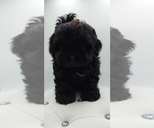 Medium Poodle (Miniature)-Shorkie Tzu Mix