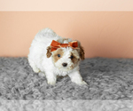 Small #2 Cavapoo mix (+ Poodle Miniature)