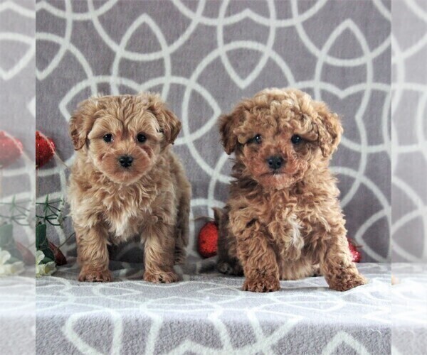 Medium Photo #2 Cavachon-Poodle (Miniature) Mix Puppy For Sale in GORDONVILLE, PA, USA
