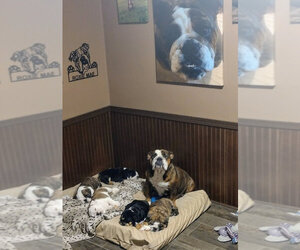 English Bulldog Litter for sale in ALBION, IN, USA