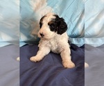 Templeton - Male Bernedoodle (Miniature) Puppy for Sale - Photo #6