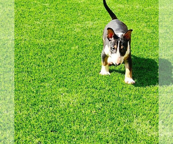 Medium Photo #9 Miniature Bull Terrier Puppy For Sale in POMPANO BEACH, FL, USA