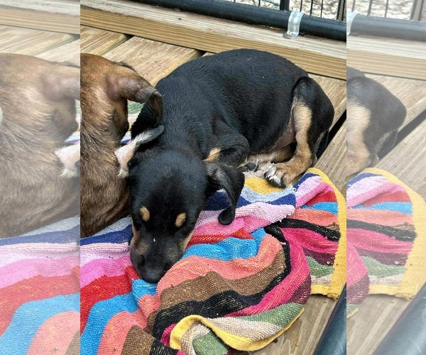 Medium Photo #6 Labrador Retriever-Unknown Mix Puppy For Sale in Princeton, MN, USA