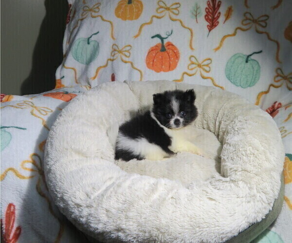 Medium Photo #4 Pomeranian Puppy For Sale in COOKEVILLE, TN, USA